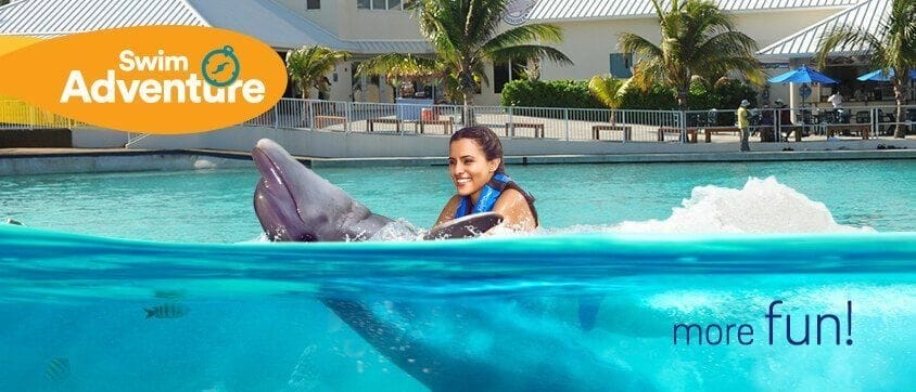 Swim with Dolphins in Grand Cayman: An Unforgettable Experience at Dolphin Discovery